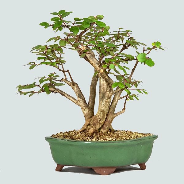 Dwarf Crape Myrtle Bonsai 8301