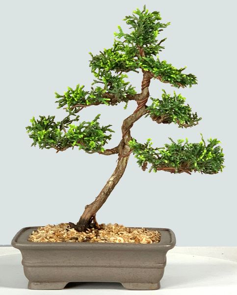 Golden Hinoki Bonsai 8143