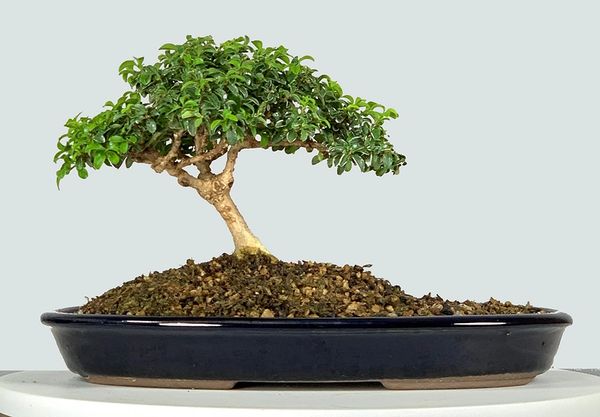 Kingsville Boxwood Bonsai 8162