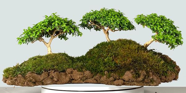 Kingsville Boxwood on a Slab Bonsai 8305