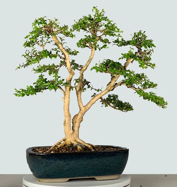 Little Leaf Boxwood Bonsai 8311