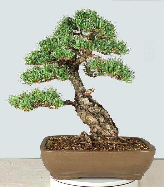 Japanese White Pine Bonsai Imported from Japan 8312