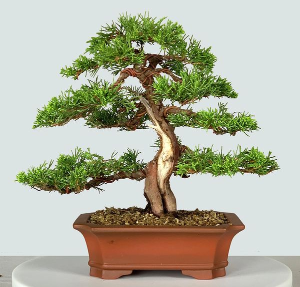 Itoigawa Juniper Bonsai 9227