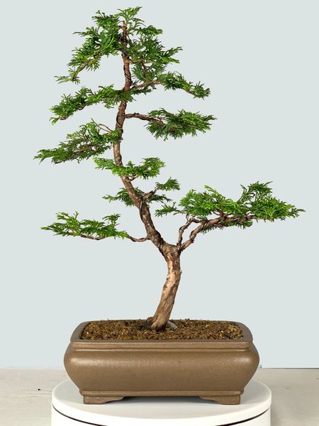 Hinoki Cypress Bonsai 9222