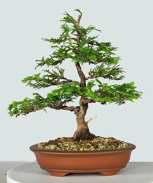 Hinoki Cypress Bonsai 9228