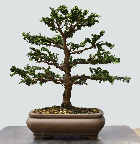 Sekka Hinoki Cypress Bonsai 7701