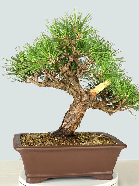 Japanese Black Pine Ara Kawa (Cork Bark) Bonsai 8315