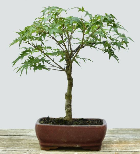 Japanese Maple Sharps Pygmy Bonsai 1687