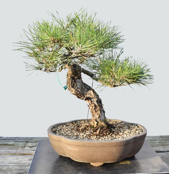 Japanese Black Pine Bonsai 1687