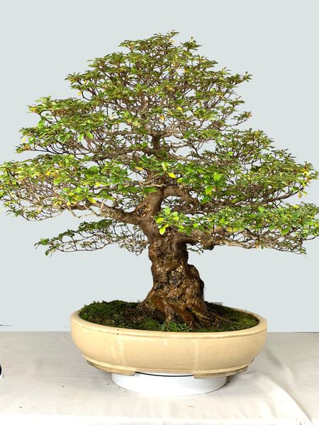 Satsuki Azalea Variety Kaho 28" Tall Bonsai