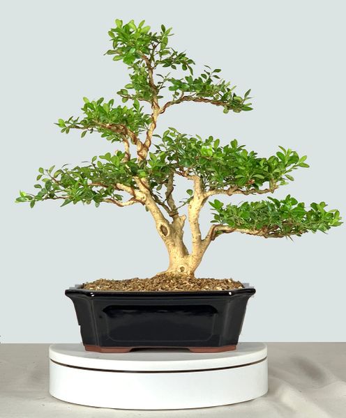 Japanese Boxwood Bonsai 9220