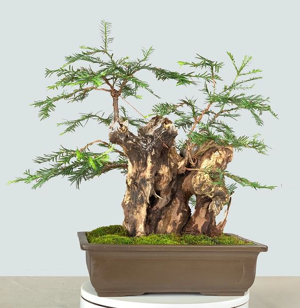 California Coastal Redwood Bonsai 8351