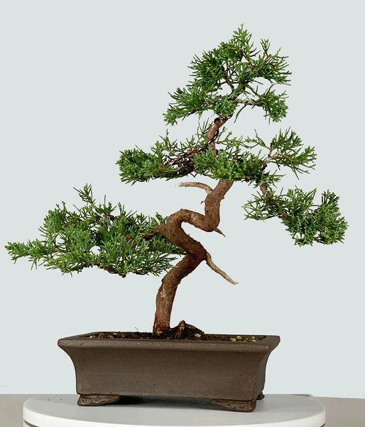 Shimpaku Juniper Kishu Bonsai 8330