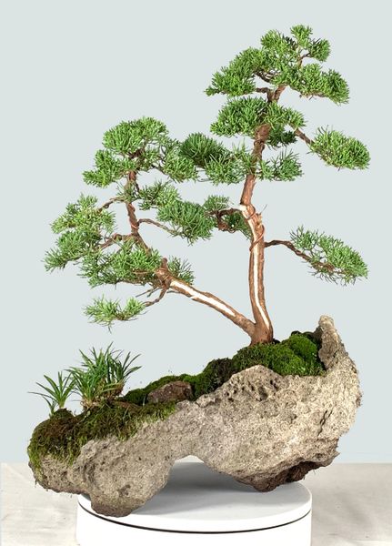 Shimpaku Juniper Kishu Bonsai on Lace Rock 8221