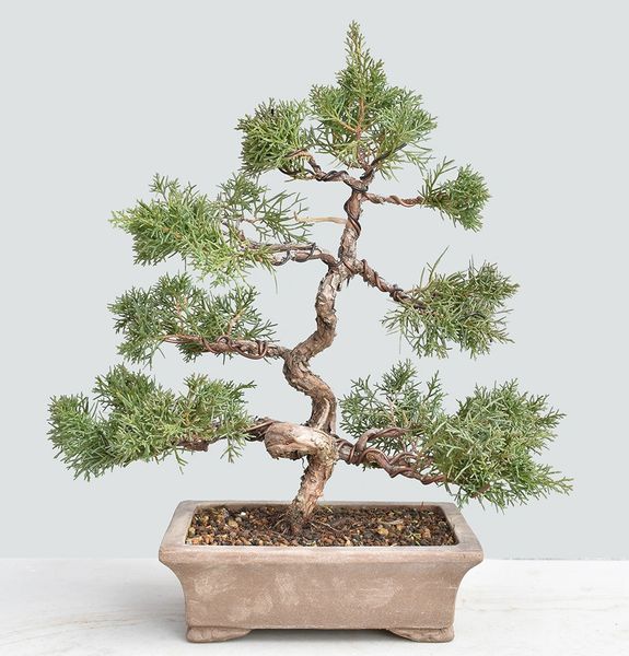 Shimpaku Juniper Kishu Bonsai Tree