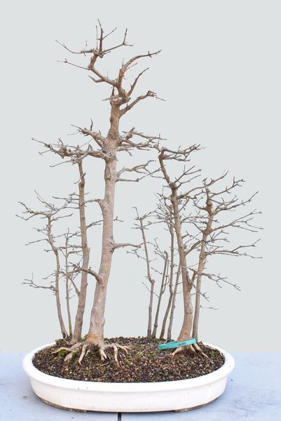 Trident Maple Bonsai Forest 1690