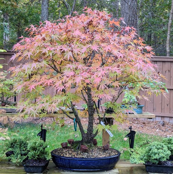 Arakawa Rough Bark Japanese Maple Bonsai | Bonsai Learning Center Store