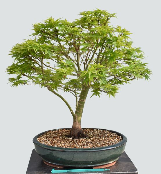 Japanese Maple Sharps Pygmy Bonsai 1653