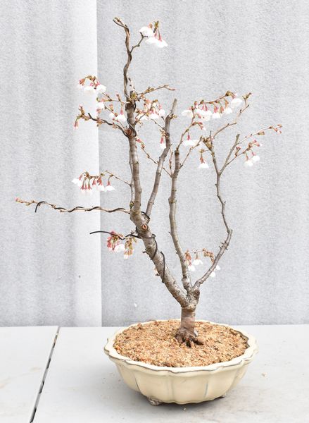 Cherry 'Kojo-No-Mai' Bonsai 1654