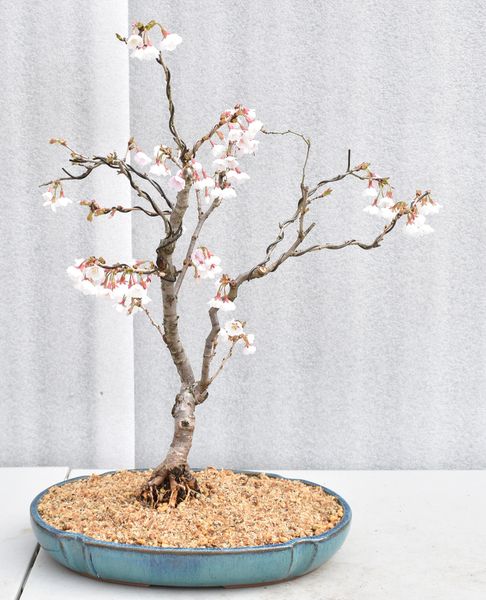 Cherry 'Kojo-No-Mai' Bonsai 1655