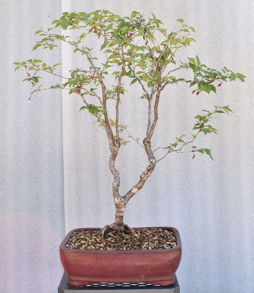 Cherry 'Kojo-No-Mai' Bonsai 1656