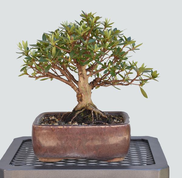 Satzuki Azalea var. Chinzan Bonsai 1658