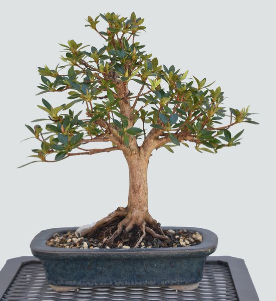 Satzuki Azalea var. Chinzan Bonsai 1659