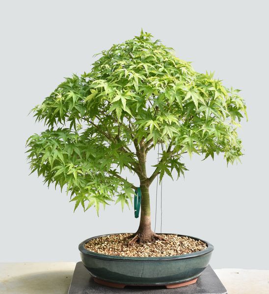 Japanese Maple Sharps Pygmy Bonsai 1652