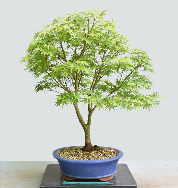 Japanese Maple Sharps Pygmy Bonsai 1660