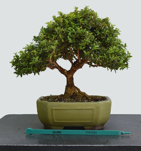 Kingsville Boxwood Bonsai 1661