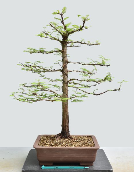 Dawn Redwood Bonsai 1663