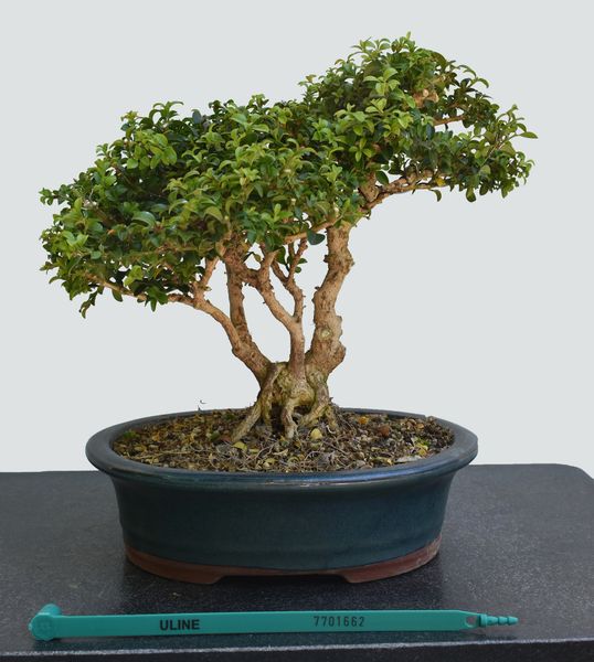 Kingsville Boxwood Bonsai 1662