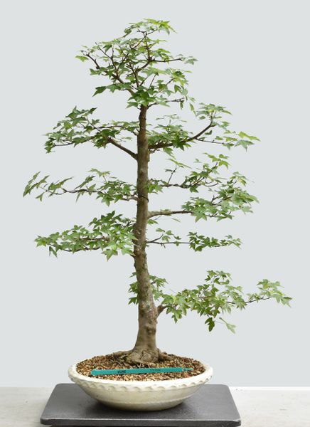 Trident Maple Bonsai 1664