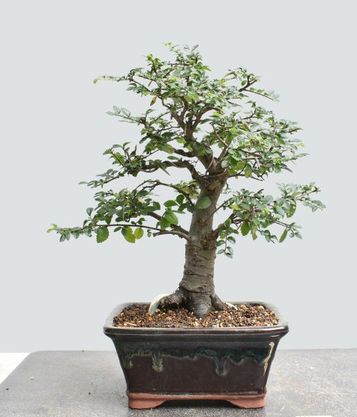 Chinese Elm Bonsai 1666