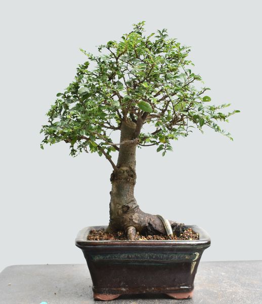 Chinese Elm Bonsai 1667