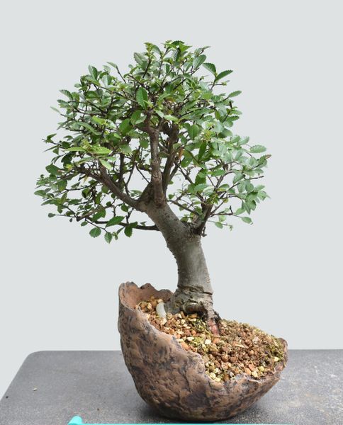 Chinese Elm Bonsai 1668