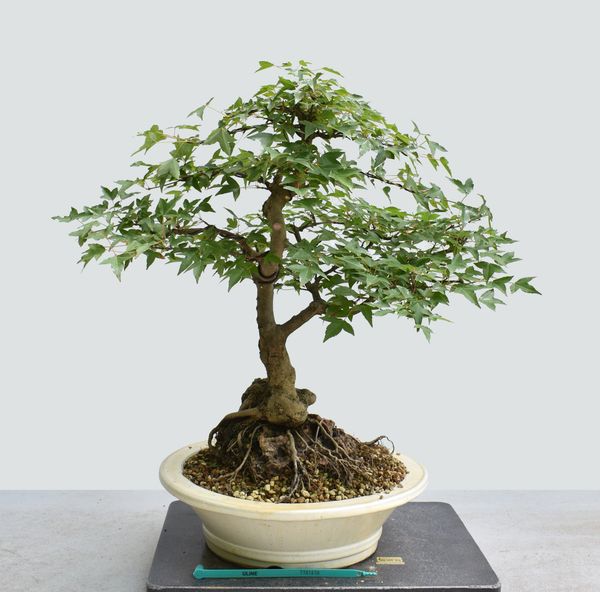 Trident Maple Root Over Rock Bonsai 1670