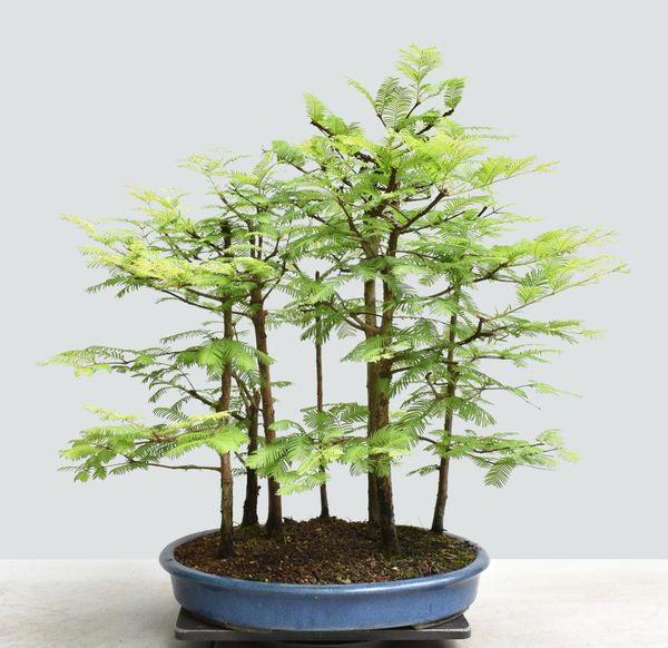 Dawn Redwood Forest Bonsai 1669