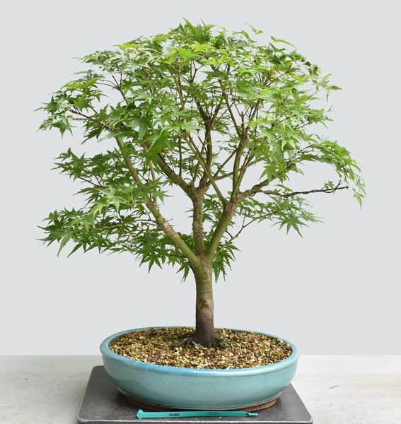 Japanese Maple Sharps Pygmy Bonsai 1671