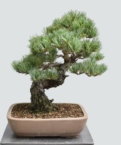 Japanese White Pine Bonsai Imported from Japan HS009