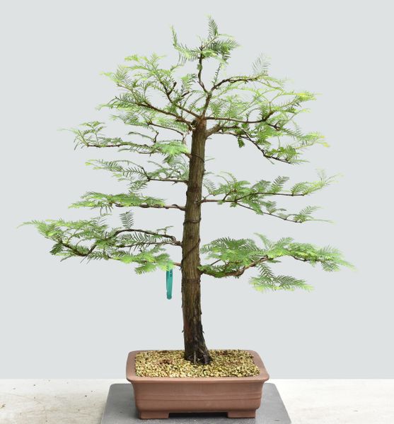 Dawn Redwood Bonsai 1665