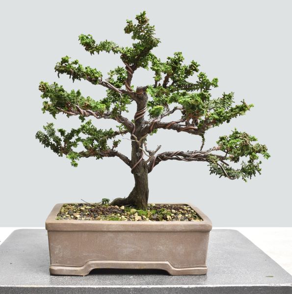 Sekka Hinoki Cypress Bonsai HS025