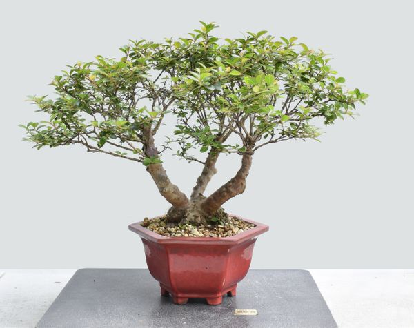 Crape Myrtle var Pokomoke Bonsai 1673