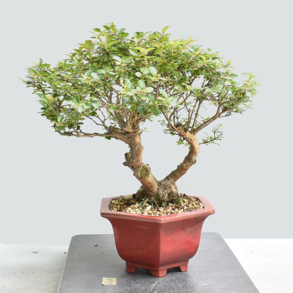 Crape Myrtle Bonsai Tree | Bonsai Learning Center Store