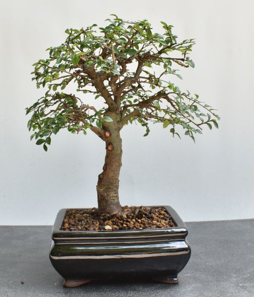 Chinese Elm Bonsai 1674