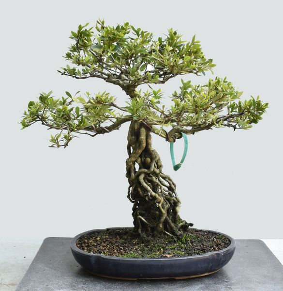 Acero Palmato spp. - SatsukiBonsai