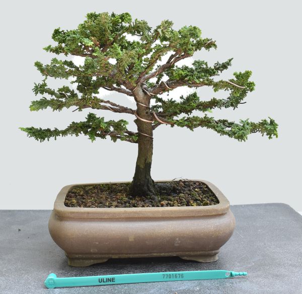 Sekka Hinoki Cypress Bonsai 1676