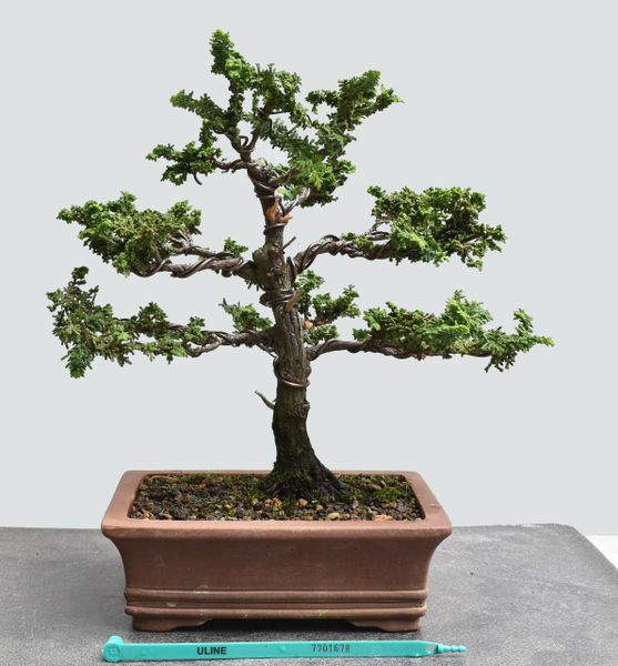 Sekka Hinoki Cypress Bonsai 1678