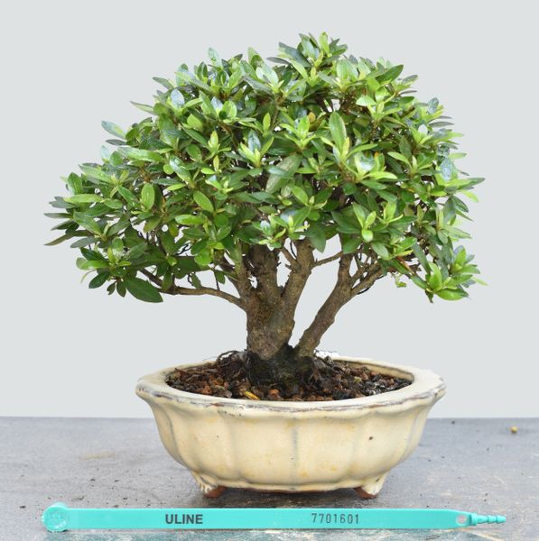 Satsuki Azalea var. Chinzan Bonsai 1601