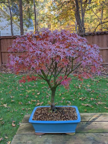 Japanese Maple Sharps Pygmy Bonsai 1651